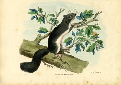 Edible Dormouse, 1863-79 by Raimundo Petraroja